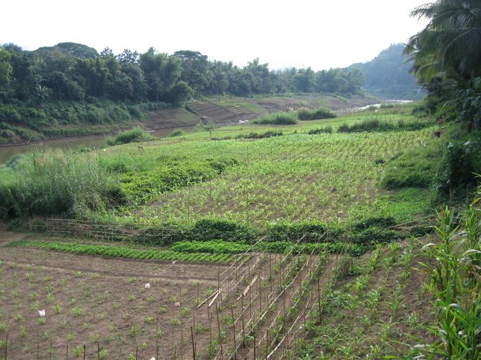 Akrar i Luang Prabang