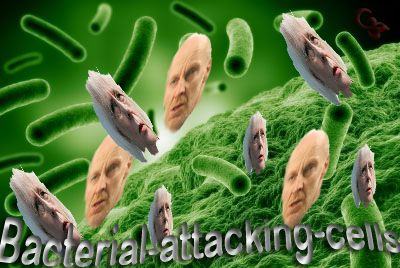bacterial attacking cells
