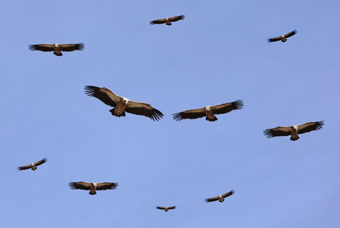 20090226 vultures 560x375