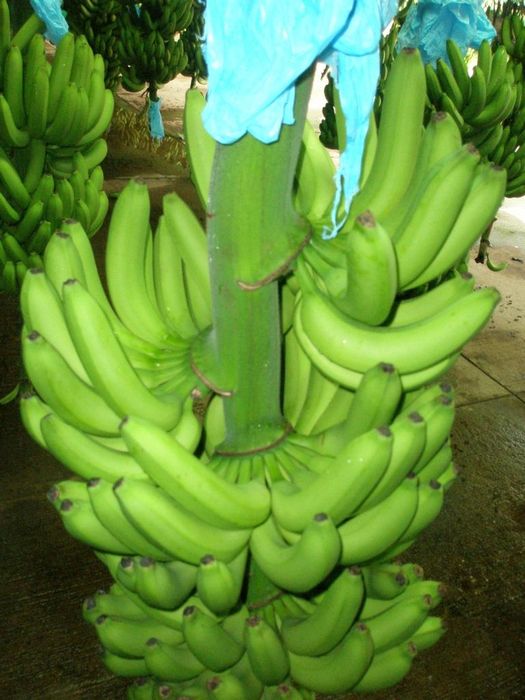 Bananar