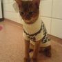 In his Polo
