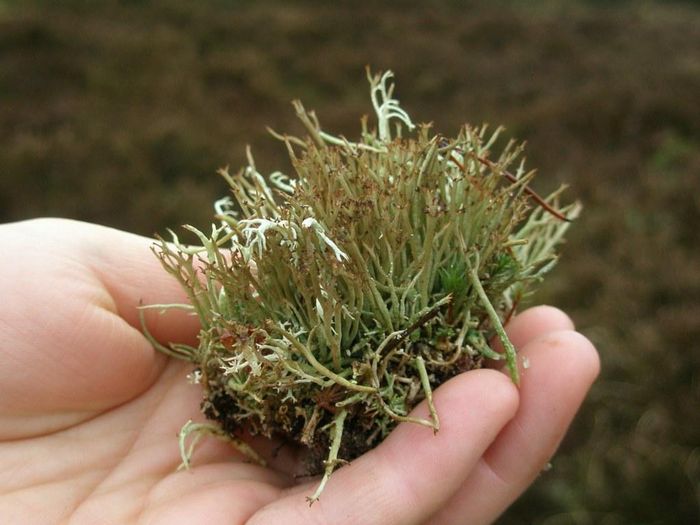 Cladonia crispata