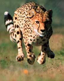cheetah 20running 20p 20cromer 503794.jpg