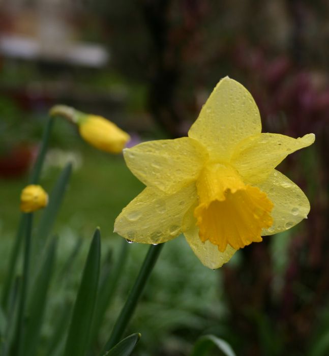 Pskalilja (Daffodil)