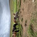 img 0555 1455454