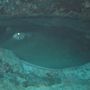 Stingray (Gaddaskata)