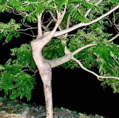 dancing tree