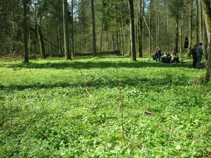 Bialowieza National park