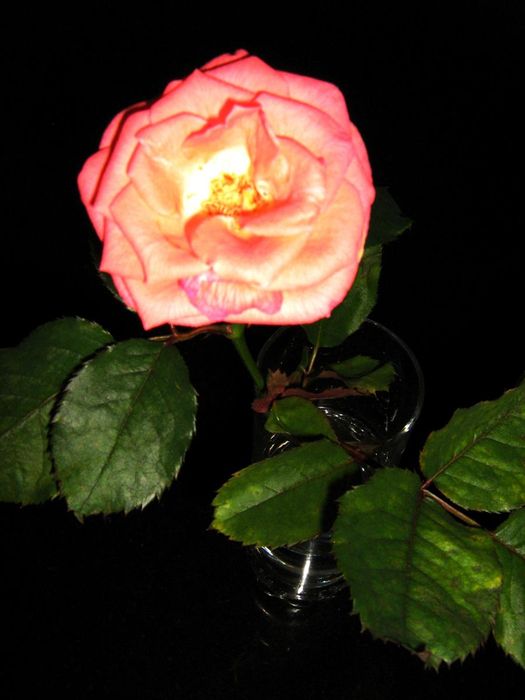 img 1613.jpg