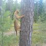 Tree climber!!