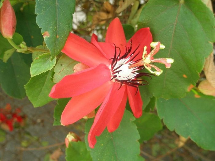 Passiofloraceae