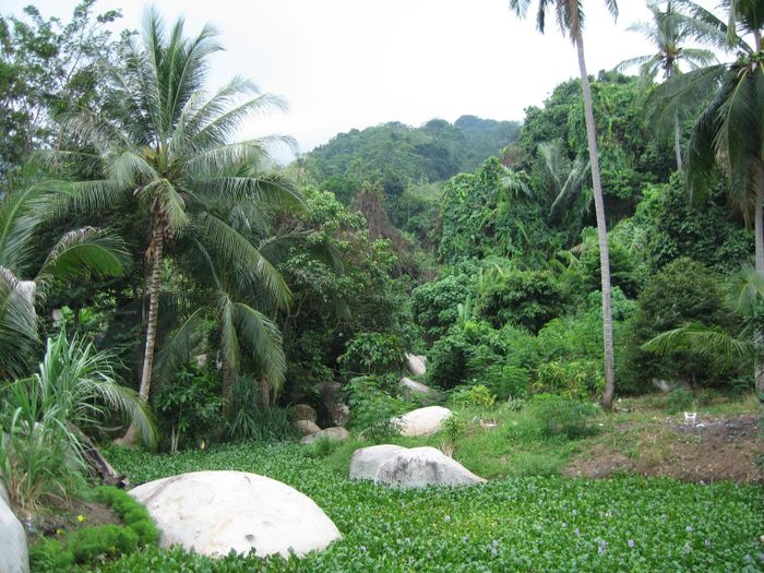 A Tioman eyju