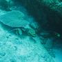 Bannerfish
