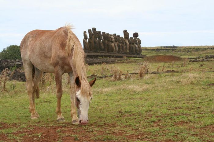 c- to easter island 238 429397.jpg