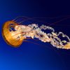 ...jellyfish