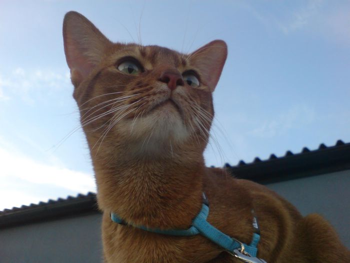 king