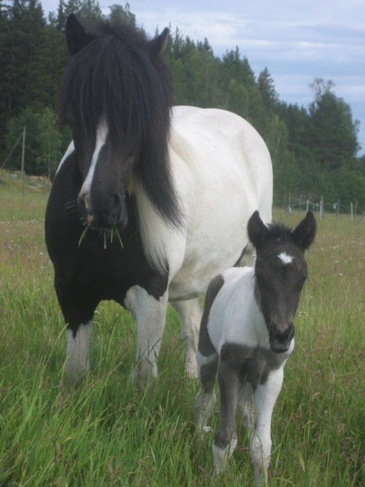 Rispa (and her foal after ll Byrgisskari) fr Breiavai