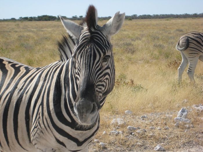 Etosha 8