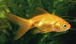 c_documents_and_settings_smfr_borgarholtsbrau_my_documents_goldfish2.jpg