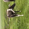 img 0070