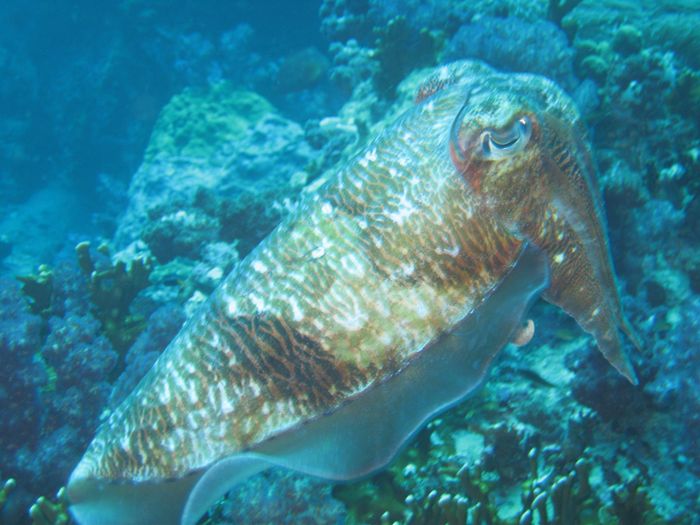 Cuttlefish