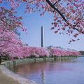 Cherry+Trees+Washington