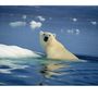 Polar-Bear-Wager-Bay-Northwest-Territories-Canada-Photographic-Print-C10247328