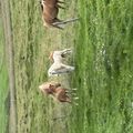 img 0387