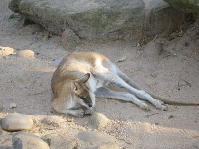 Wallabe (nokkurs konar kengura) i dyragardinum
