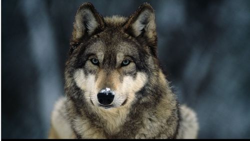 lfur