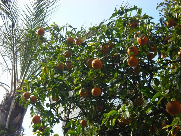 Appelsnutr