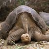 800px Lonesome George  Pinta giant tortoise  Santa Cruz