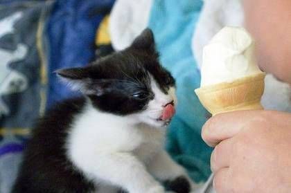 funny-cat-picture-cats-love-icecream