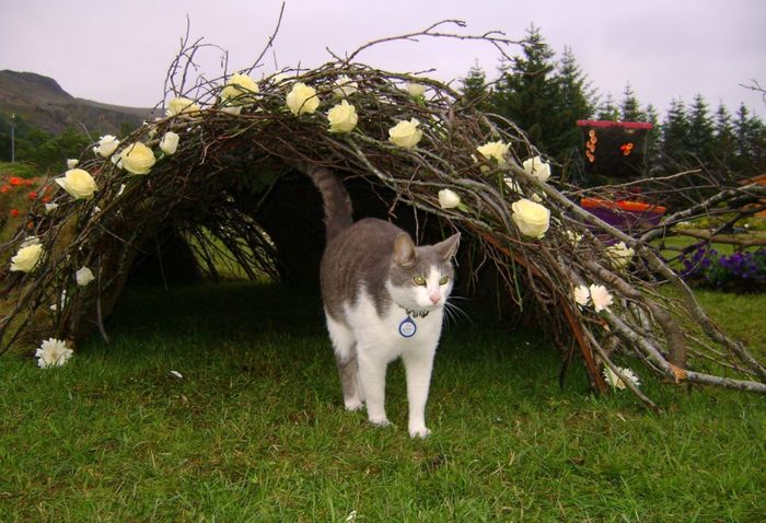 Mosi kannar lystigarinn - The cat, Mosi, checks out the flower arrangements