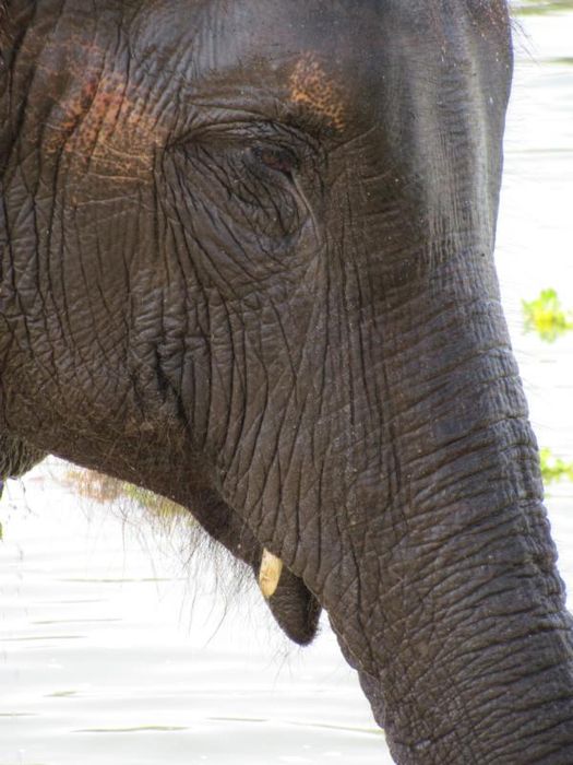 Chitwan National Park 053