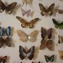 MSU museum butterflies
