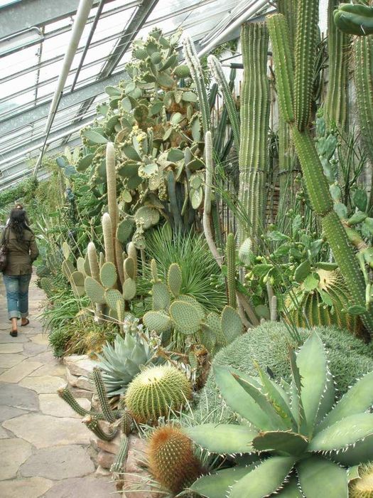 Kaktusahsi