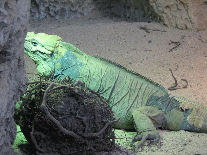 Iguana