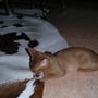 Cougar with his cach!!