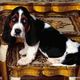 Basset Hound Wallpaper dogs 7013786 1024 768