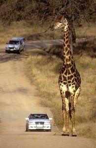 kruger-park-giraffi.jpg
