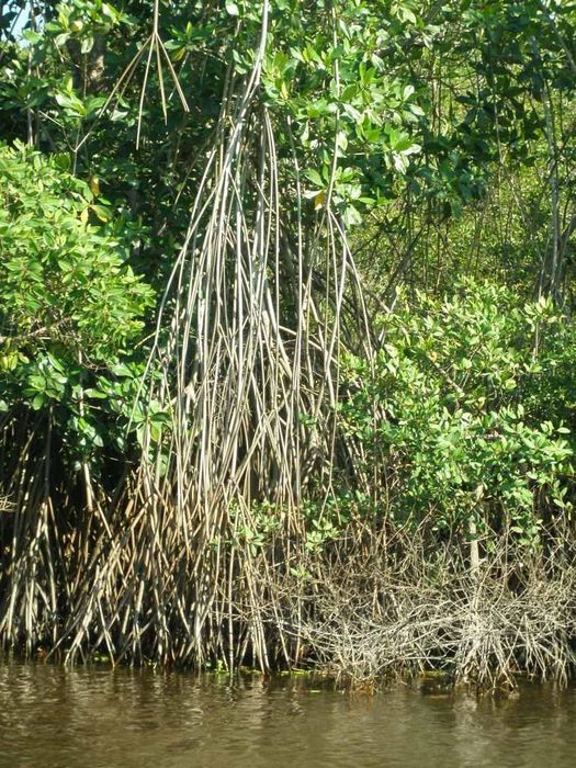 Mangrove skgar