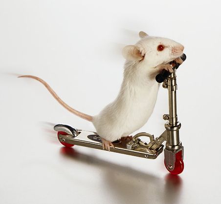 white mouse on skate board